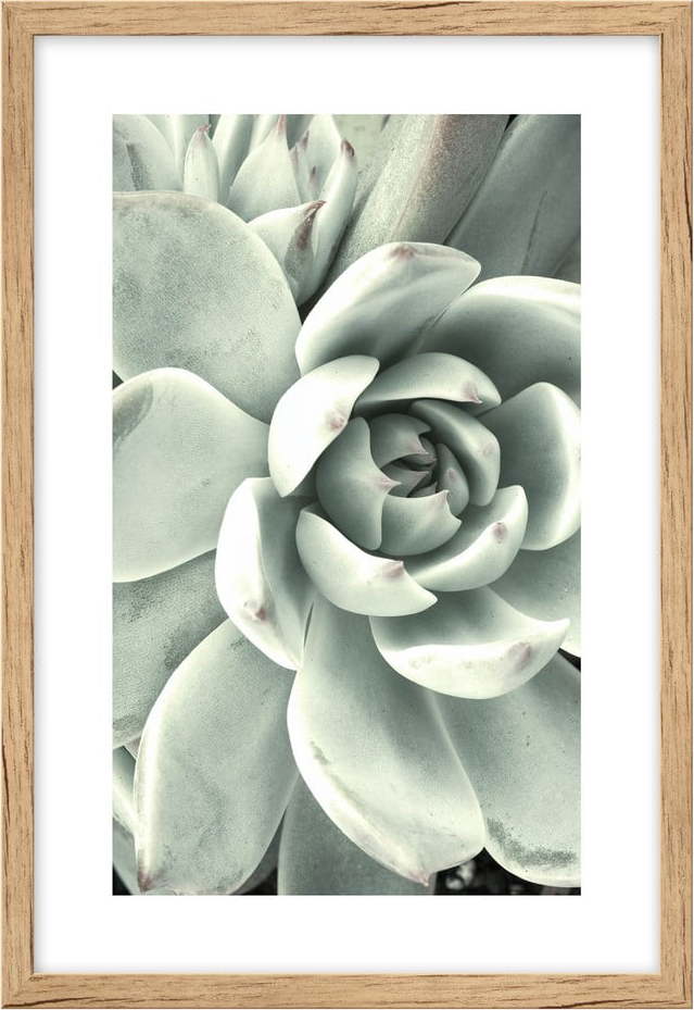Obraz 60x90 cm Aloe knor
